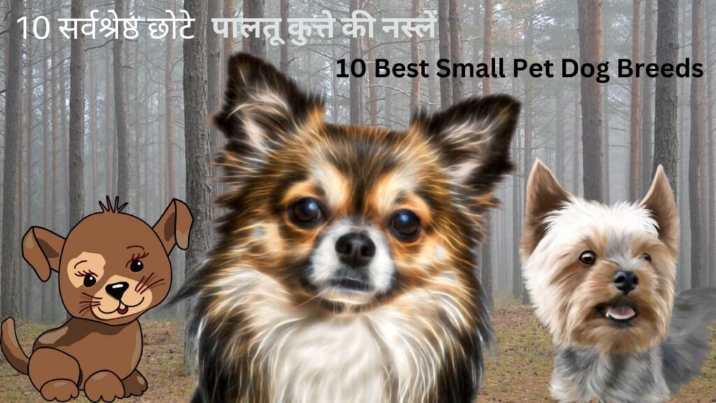10 Best Small Pet Dog Breeds