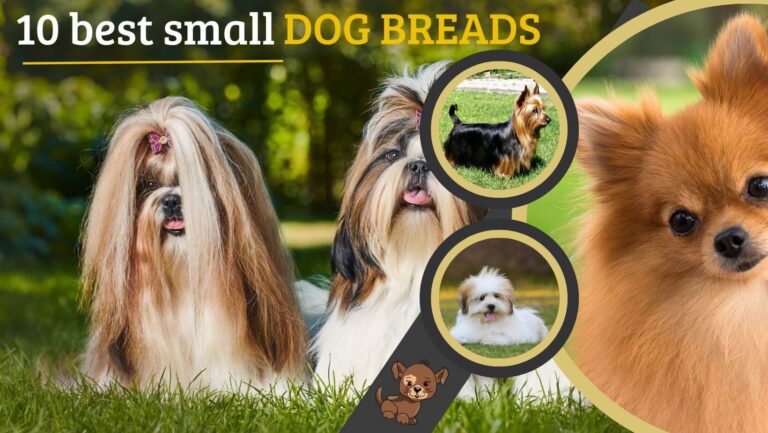 Read more about the article 10 best Small Dog Breeds |10 सर्वश्रेष्ठ छोटी पालतू कुत्ते की नस्लें |