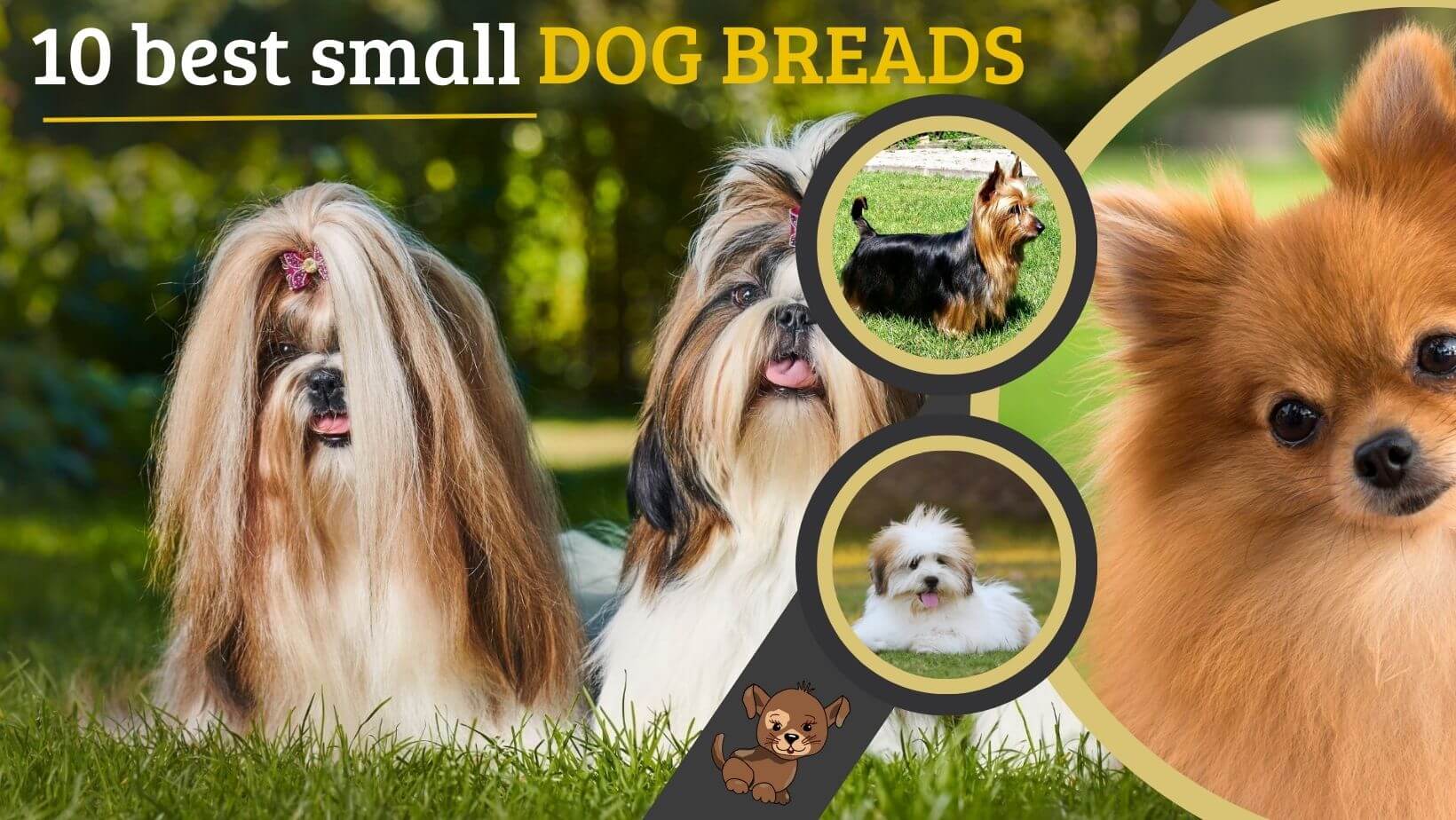 10 best Small Dog Breeds |10 सर्वश्रेष्ठ छोटी पालतू कुत्ते की नस्लें |
