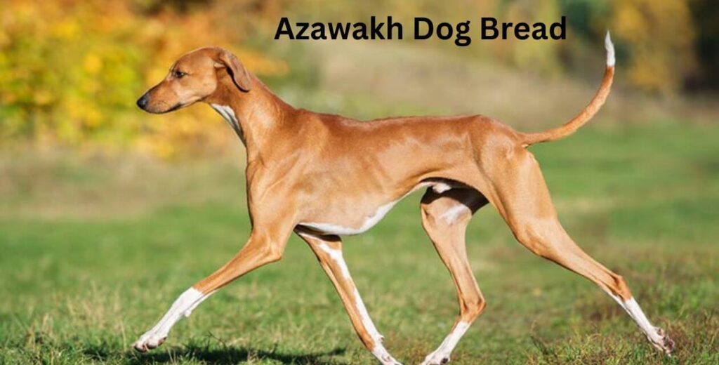 Azawakh-most unique dog breads
