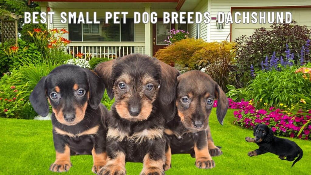 10 Best Small Pet Dog Breeds-Dachshund