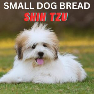 10 best Small Pet Dog Breeds