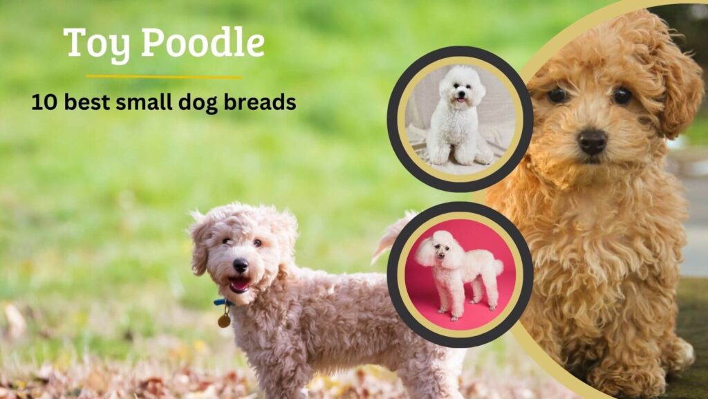 10 best small dog breads-Toy Poodle