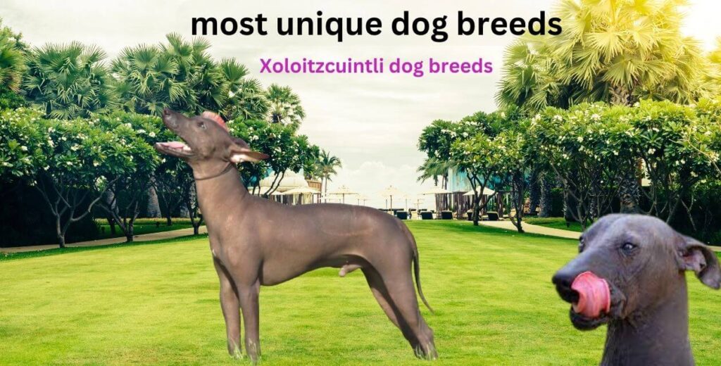 most unique dog breads