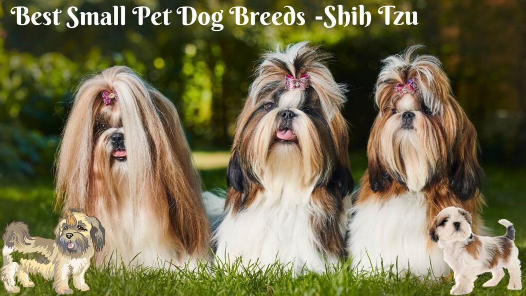 best Small Pet Dog Breeds