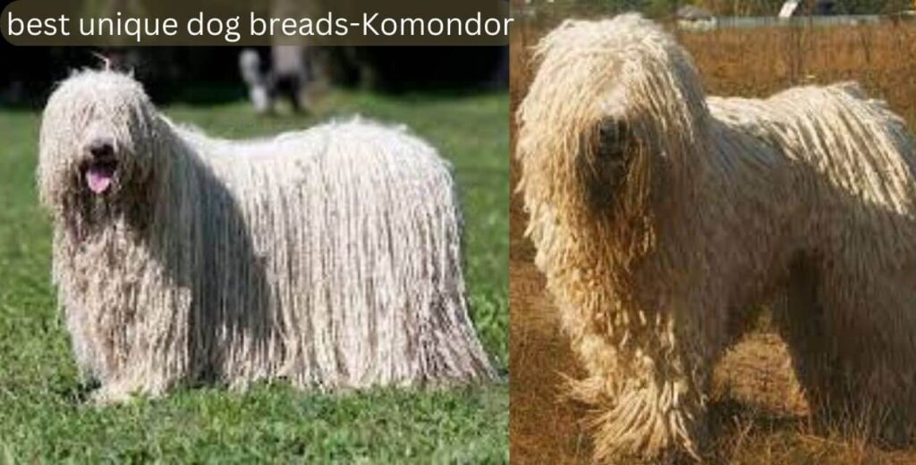 best unique dog breads-Komondor