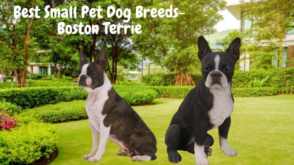 10 Best Small Pet Dog Breeds-Boston Terrie