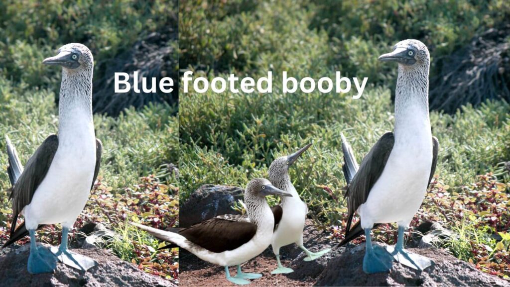 Blue footed booby -most beautiful blue creatures
