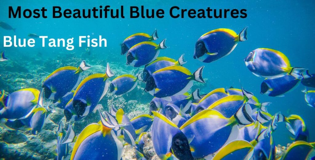 Most Beautiful Blue Creatures 