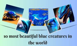 दुनिया के 10 सबसे खूबसूरत नीले जीव |10 most beautiful blue creatures in the world.