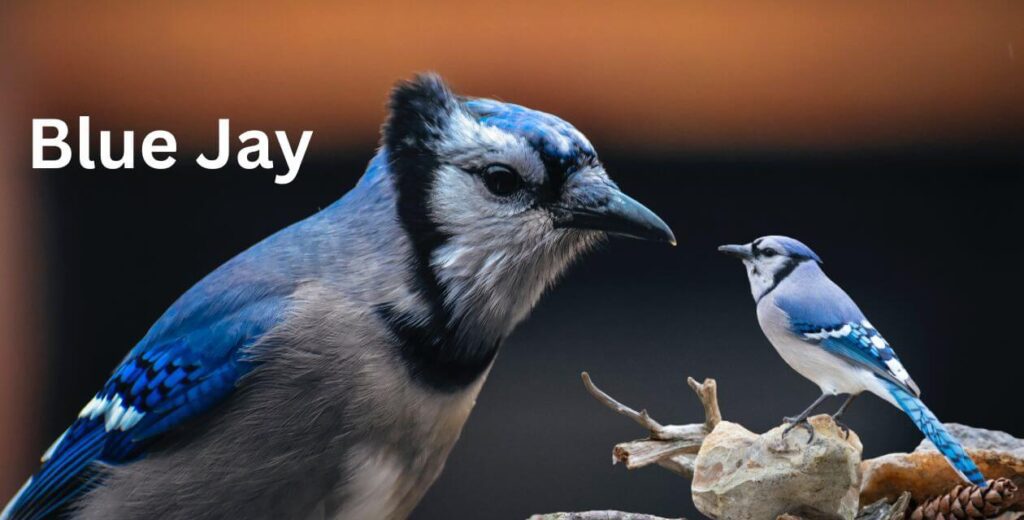 most beautiful blue creatures - Blue Jay 