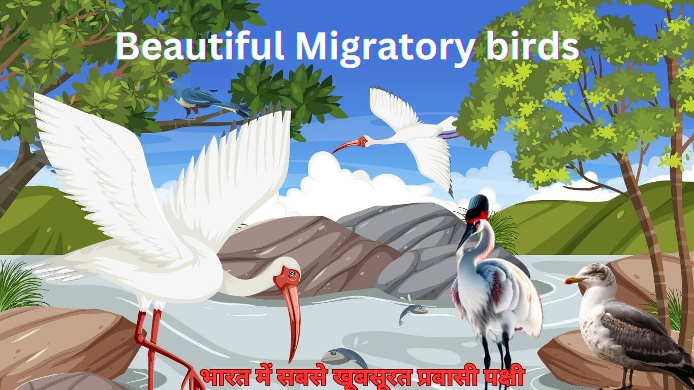 Best 5 Beautiful Migratory birds in India | भारत में सबसे 5 खूबसूरत प्रवासी पक्षी