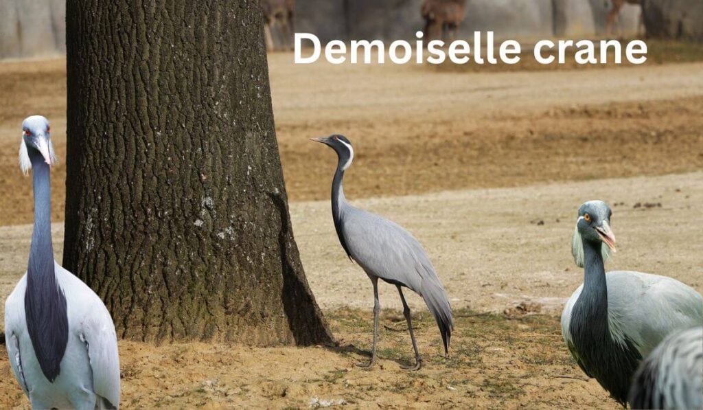 Migratory Birds- Demoiselle crane
