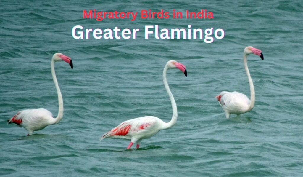Greater Flamingo-Greater Flamingo