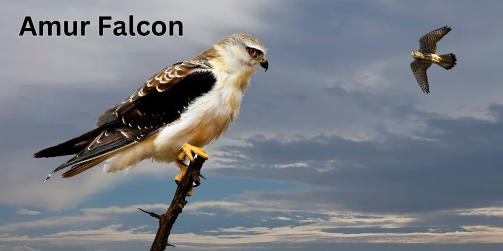 Migratory Birds-Amur Falcon