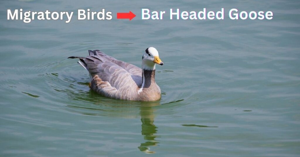 Migratory Birds Bar Headed Goose 
