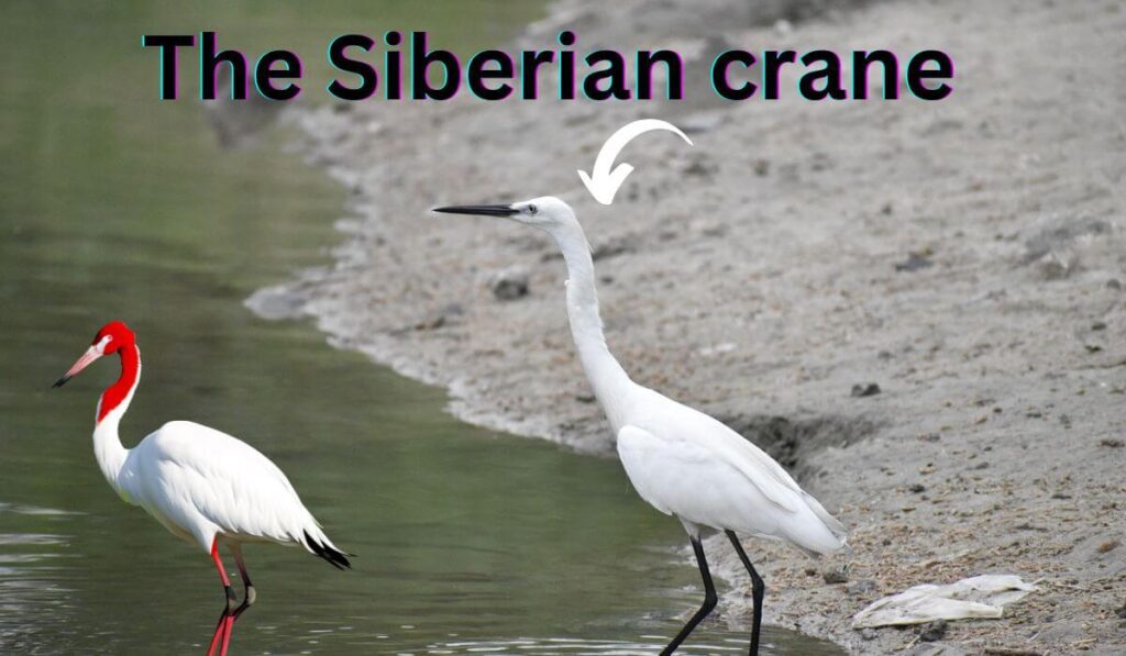 Migratory Birds -The Siberian crane 