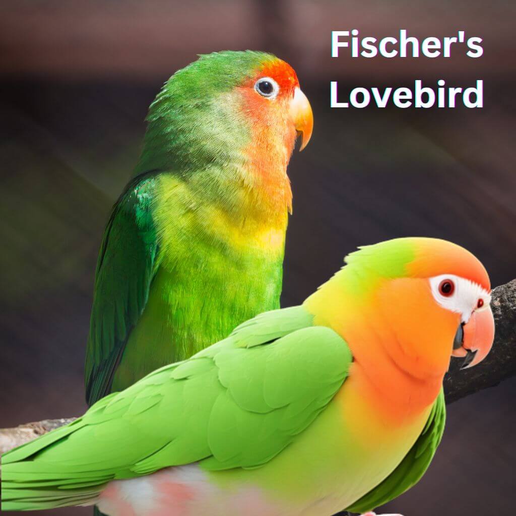 Fischer's Lovebird