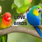 टॉप 10 Love Birds :सच्चे प्यार के प्रतीक