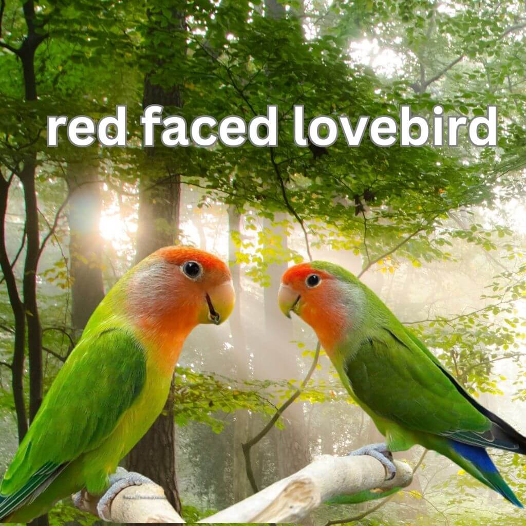 Red Faced Love Bird