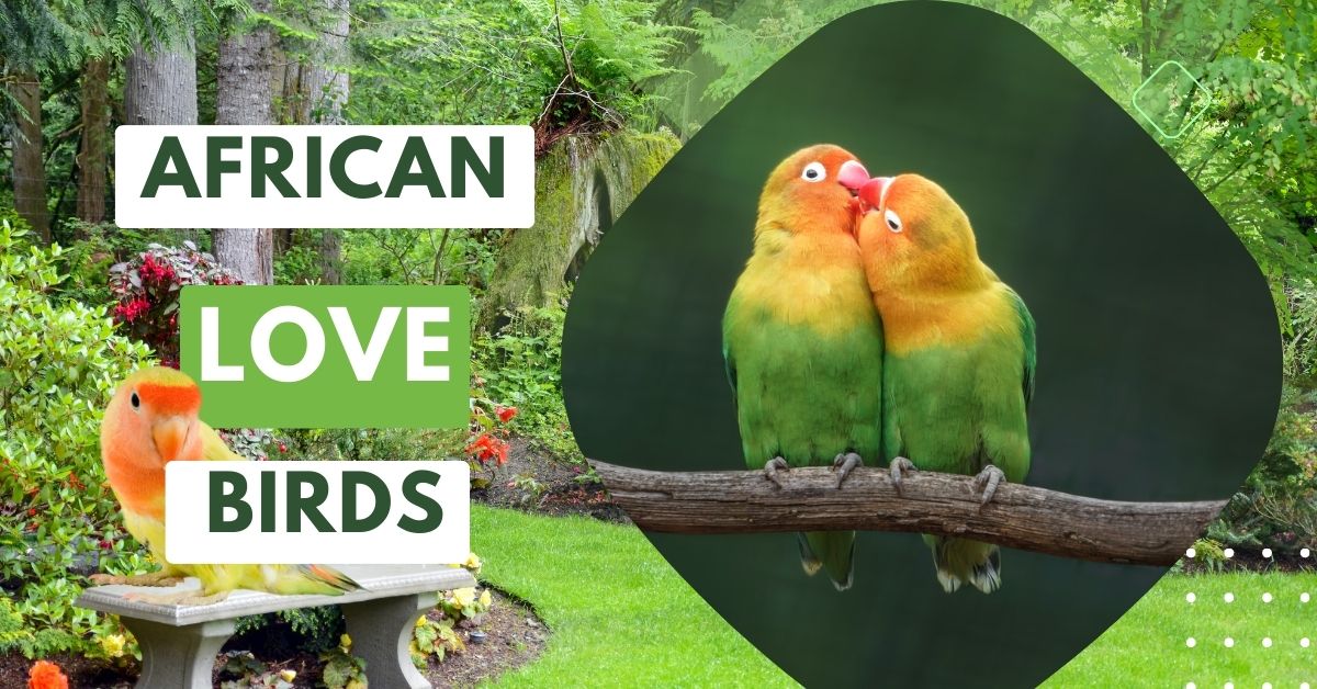 African love bird : प्यारे पक्षी पक्षियों का एक समूह।