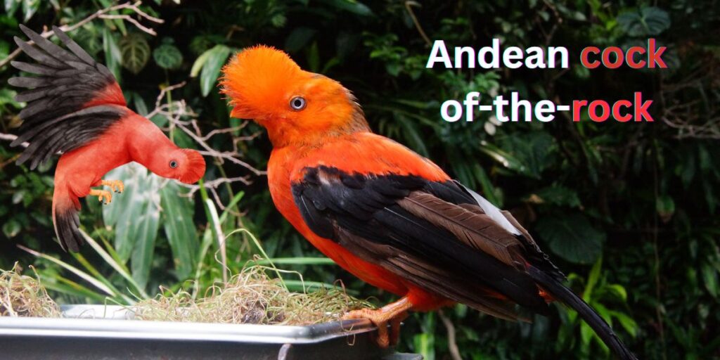 Andean cock-of-the-rock