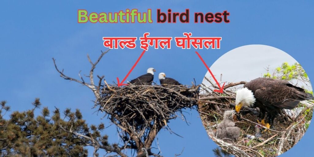 Beautiful bird nest