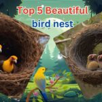 Top 5 Beautiful bird nest: ताजमहल भी फ़ैल है इस घोसले के सामने।