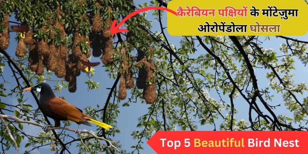 Top 5 Beautiful bird nest 
