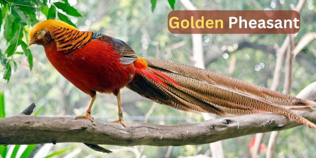 golden pheasant 