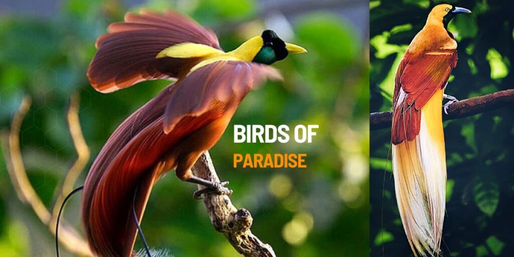 10 amazingly Beautiful Birds