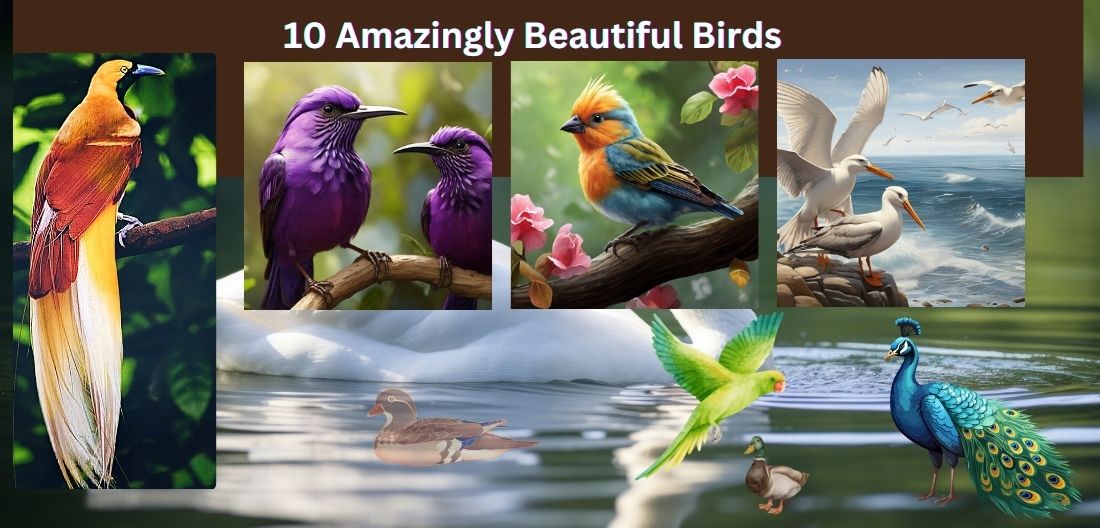 10 amazingly Beautiful Birds in Hindi.
