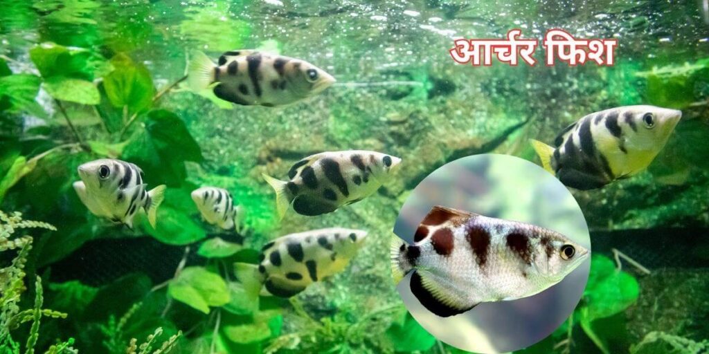 Jaadui Machhali -archer fish