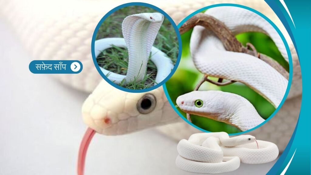 Rare White Animals -white snake
