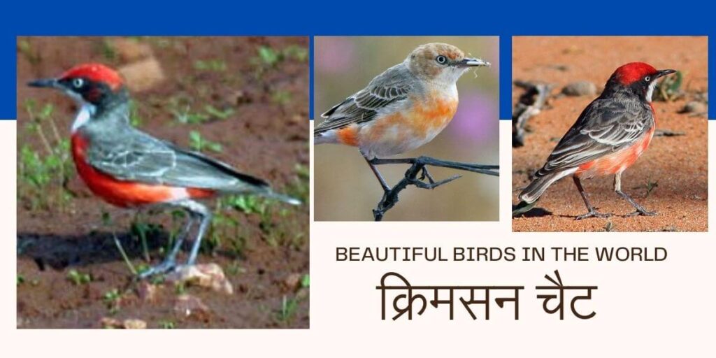 Beautiful Birds-Bananaquit birds 