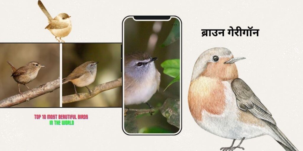 Beautiful Birds- birds 