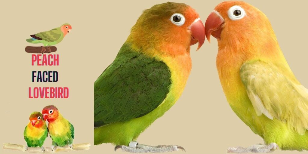 Beautiful Birds-Peach faced lovebird 