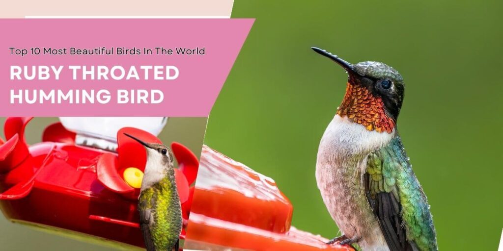 Beautiful Birds-Top 10 Most Beautiful Birds In The World