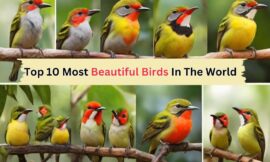 Top 10 Most Beautiful Birds In The World In Hindi.