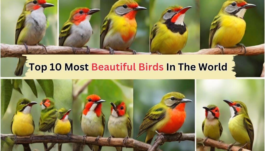 Top 10 Most Beautiful Birds In The World In Hindi.