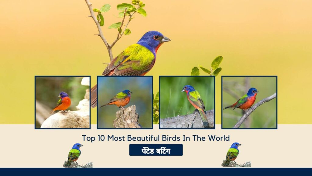 Top 10 Most Beautiful Birds In The World 