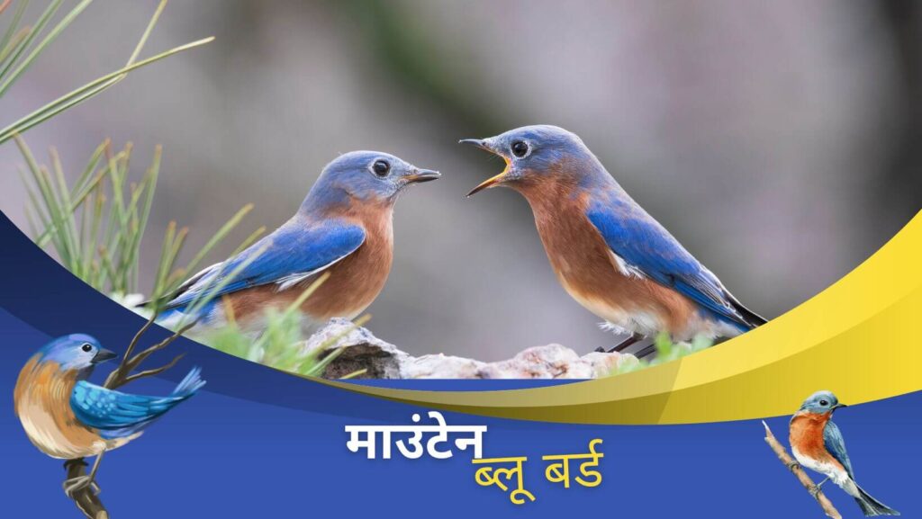 Top 10 Most Beautiful Birds In The World -Mountain BlueBird 