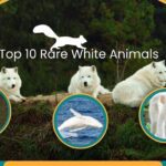 Top 10 Rare White Animals in Hindi