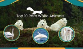 Top 10 Rare White Animals in Hindi