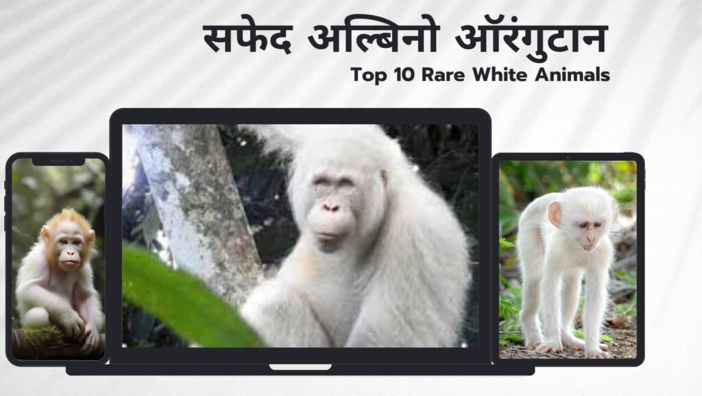 Top 10 Rare White Animals 
