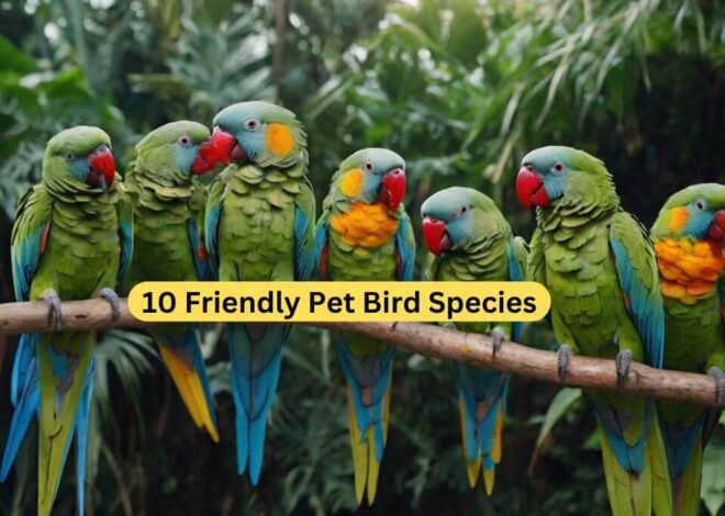 10 Friendly Pet Bird Species |10 फ्रेंडली पालतू पक्षी की प्रजाति.