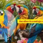 मैका परिवार के 8 सबसे सुंदर तोता। 8 Most Beautiful Parrots of the Macaw Family.