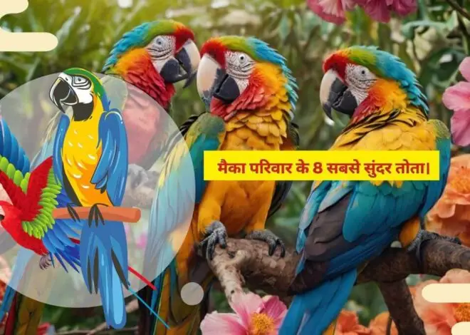 मैका परिवार के 8 सबसे सुंदर तोता। 8 Most Beautiful Parrots of the Macaw Family.