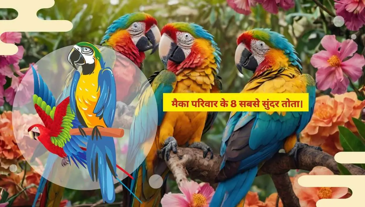 मैका परिवार के 8 सबसे सुंदर तोता। 8 Most Beautiful Parrots of the Macaw Family.