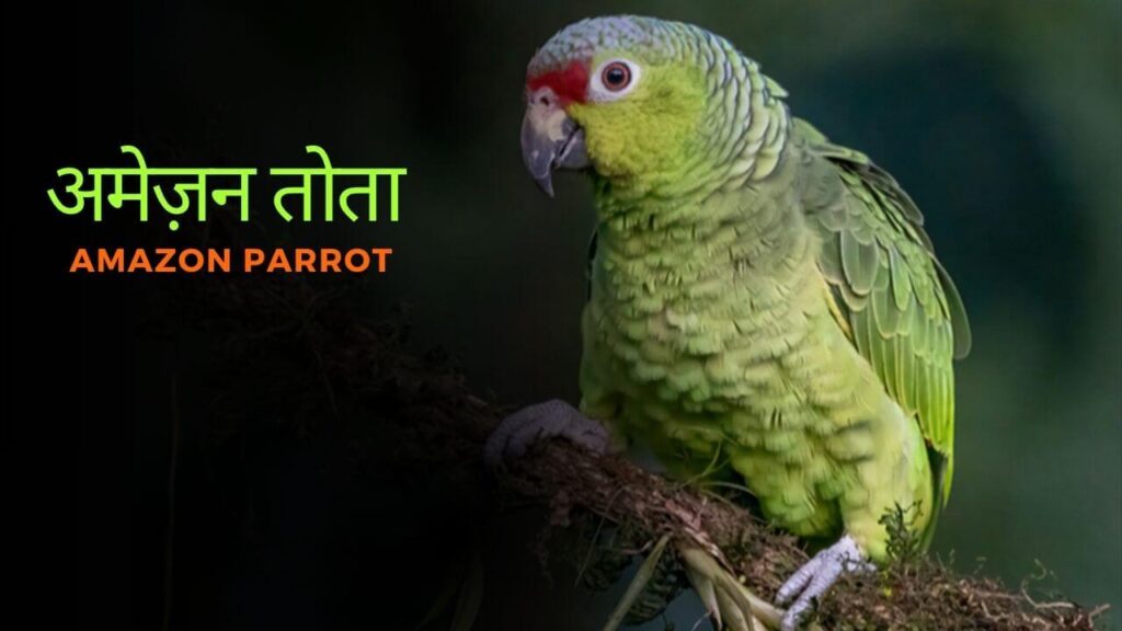 Amazon Parrot 
